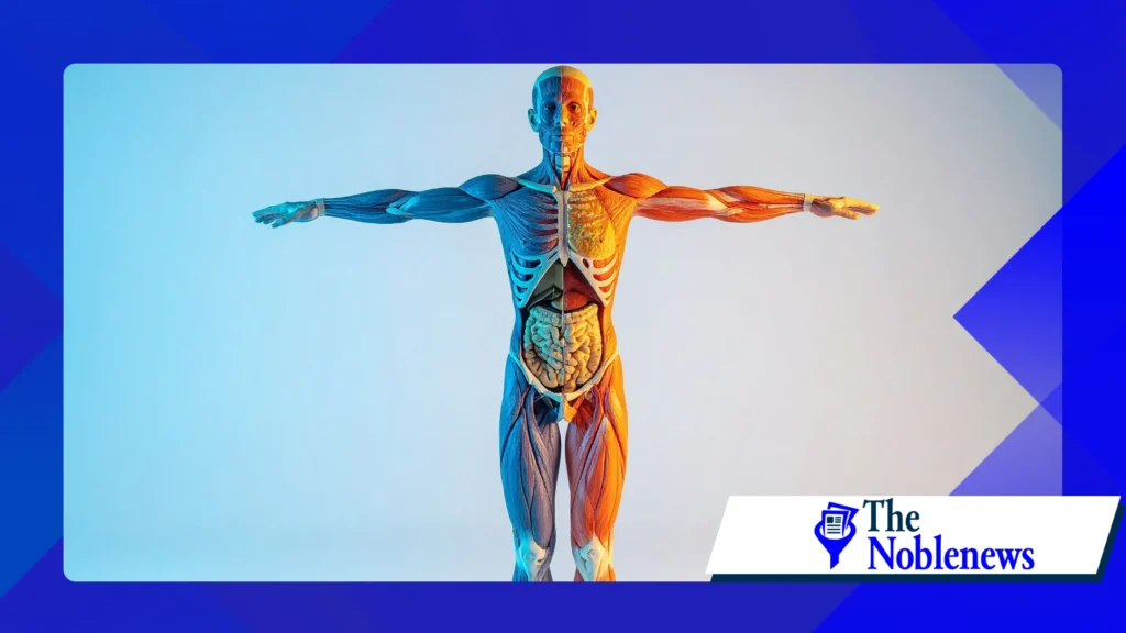 La scienza dietro la crescita muscolare