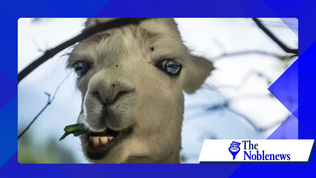 Meme Templates That Are Always Relevant