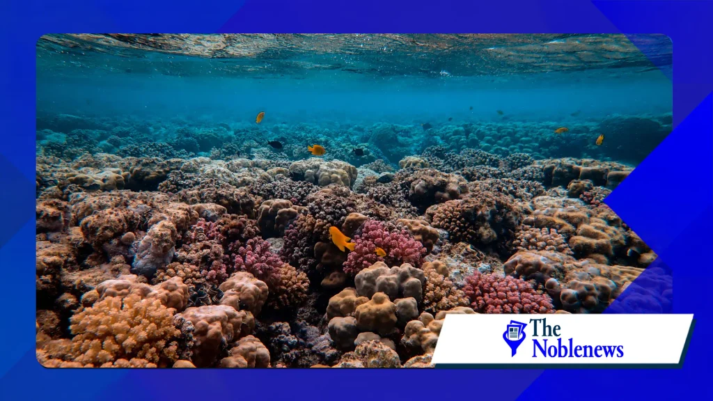 coral reef restoration